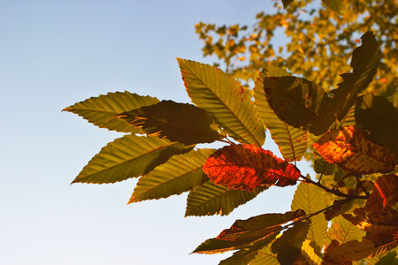Leaves on a tree in autumn seasonの写真素材