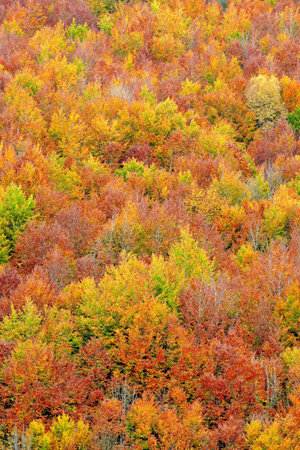 fall colors leaves trees autumn season