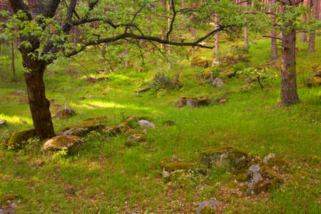 Walking across the forest in the springの写真素材