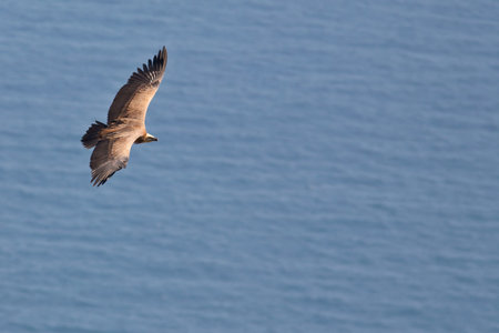 Vulture in flight over the sea (gyps fulvus)の写真素材