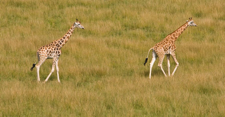 Two giraffes camelopardalis in the national park. Shallow DOFの写真素材