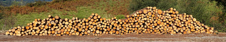 A panoramic view of logs neatly stacked near the forest path