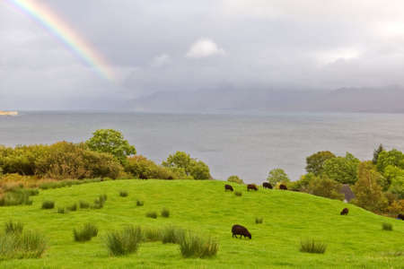 Rainbow above the sheep grazing in the meadow, Isle of Skye, Scotlandの写真素材