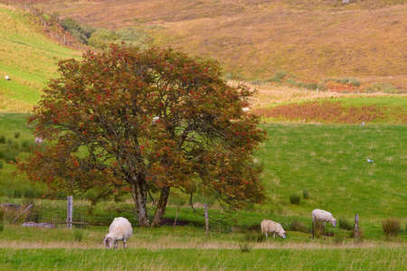 Sheep grazing in the meadow, Isle of Skye, Scotlandの写真素材