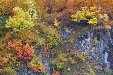 The autumn colors in the national parkの写真素材