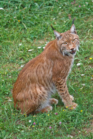 Lynx pardinus in a wild life parkの写真素材