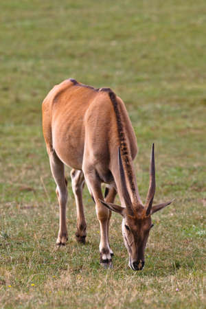 Eland (taurotragus oryx) grazing in a wild life parkの写真素材