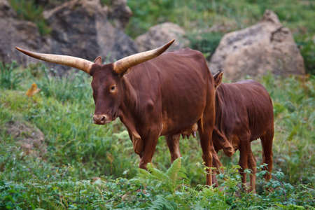 Ankole Watusi standing in a wild life parkの写真素材
