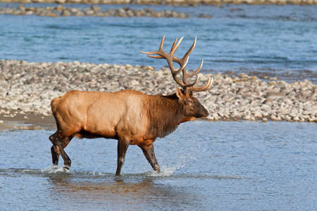 Bull elk, cervus canadensis in Athabasca River, Jasper National Park, Alberta, Canadaの写真素材