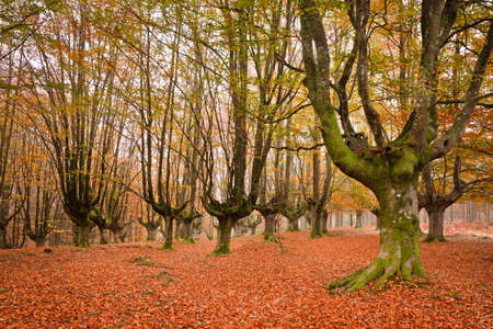 The falling leaves colors the autumn season in the forest. Otzarreta, Bizkaia, Spainの写真素材
