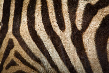 Pattern of zebra skin useful for background Pattern of zebra skin useful for background