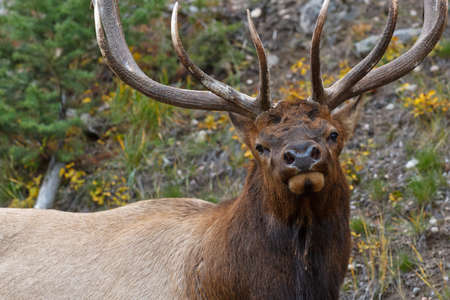 Bull elk, cervus canadensis, in Jasper National Park, Alberta, Canadaの写真素材