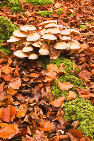 The falling leaves colors the autumn season in the forest. Otzarreta, Bizkaia, Spainの写真素材