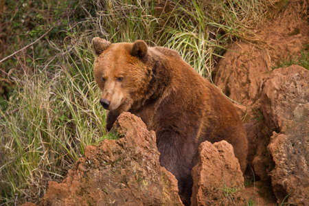 One brown bear, ursus arctos resting on the rockの写真素材