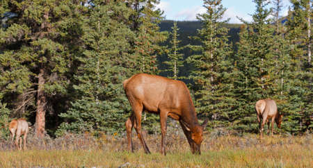 Elks female grazing, cervus canadensisの写真素材