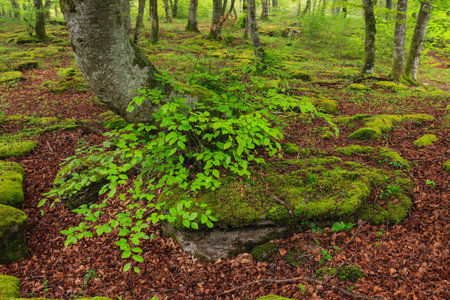 The falling leaves colors the autumn season in the forest, Monte Santiago, Burgos, Spainの写真素材