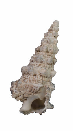White and brown striped spiral seashell isolated on white background with clipping path