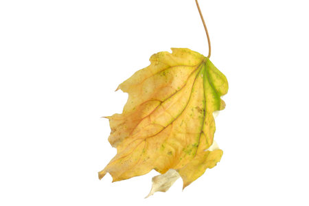 bright autumnal maple leave on whiteの写真素材
