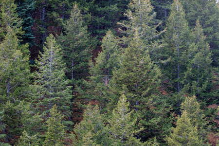 Healthy and sustainable green trees in a forest of old spruce, fir and pine trees in wilderness of a Rocky Mountain national park.の写真素材
