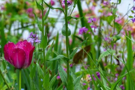 Red tulip in foreground in a garden planted with colorful wildflowers in background. Focus on foregroundの写真素材