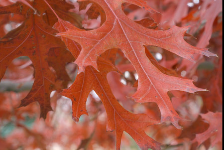 Red oak autumn leaves beautiful backgroundの写真素材
