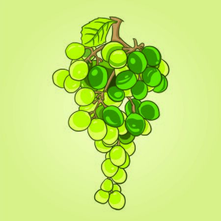 Fresh bunch of grapes greenのイラスト素材