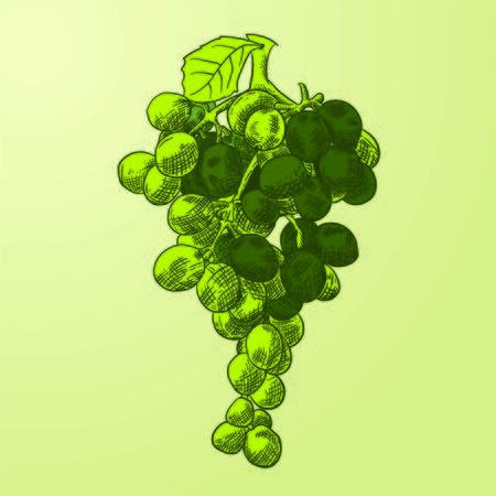 Fresh bunch of grapes greenのイラスト素材