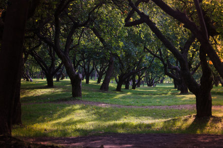 apple trees