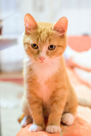 Beautiful little ginger kitten on a light background looks at something to the side. Suitable for...