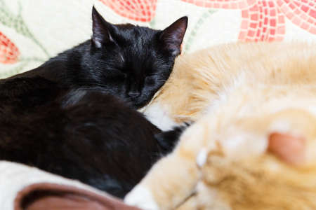 Black and red cat sleeping together on the floor.の写真素材