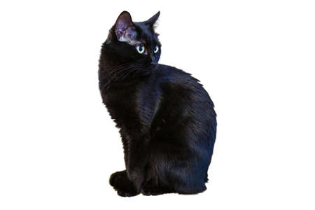 A black cat on a white background looks directly into the camera with a confident look.の写真素材