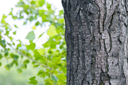 Tree trunk in the woods