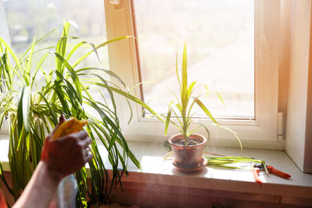 Care of home plants. Plant care. Care of houseplants.の写真素材