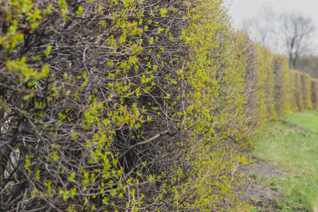High bushes with small green leaves. The prospect of bushes goes into the blurred background of...