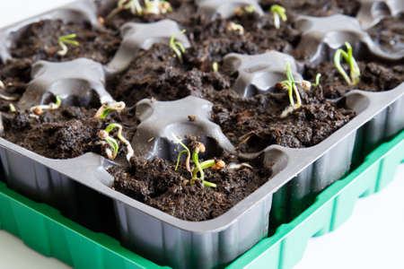 Cells for seedlings at home. Growing plants on the windowsill. The concept of horticulture development.の写真素材