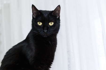 portrait of a black domestic cat on a white background with light eyes. Close-up portrait of a black cat.の写真素材