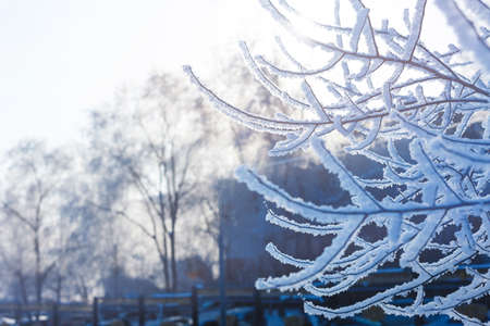 Winter landscape of the city Park on a frosty day. Snow tree branches close-up.の写真素材