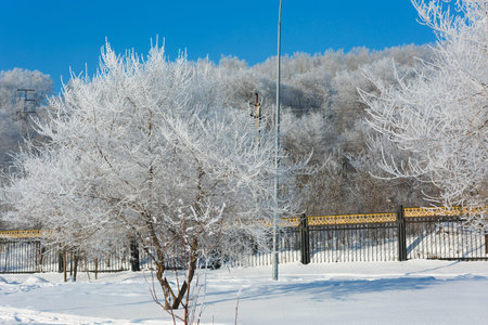 Winter landscape of the city Park on a frosty day. Snow trees and Christmas trees against the blue...