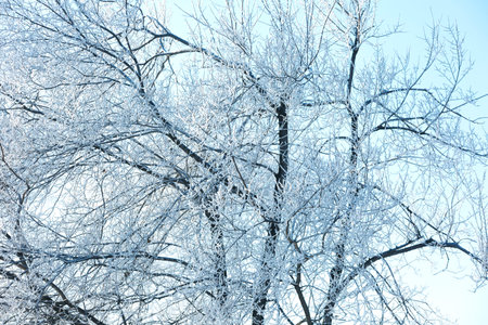 Winter landscape of the city Park on a frosty day. Snow trees and Christmas trees against the blue...