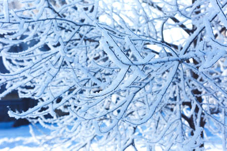 Winter landscape of the city Park on a frosty day. Snow tree branches close-up.の写真素材