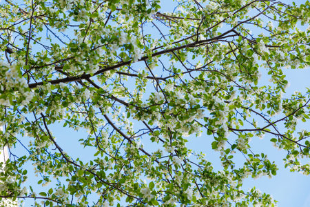 Flowers of a blooming Apple tree with green leaves. Spring flowering trees.
