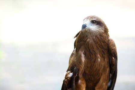 Close-up portrait of an eagle in a park. Bird of prey on a light background. There is a place for copy spaceの写真素材