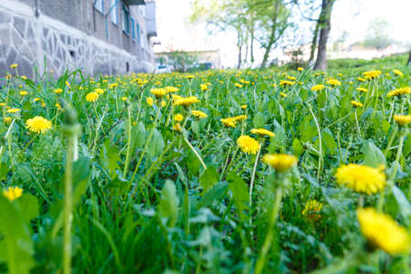 dandelion field in spring on a field with green grassの写真素材