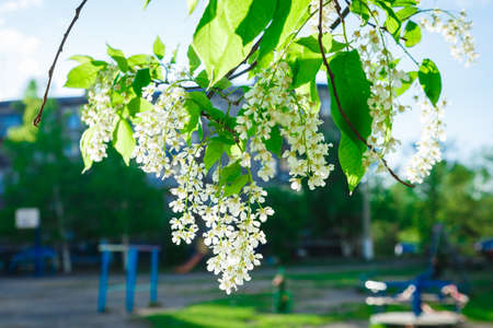 Spring flowering of fertile trees. Branch of a tree.の写真素材