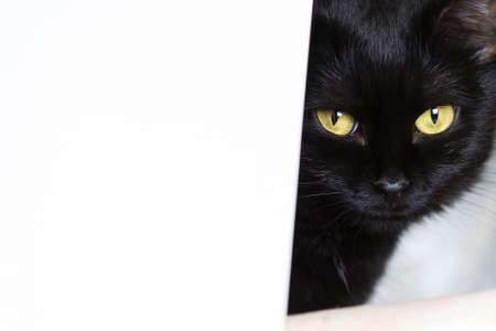 Large portrait of a black cat with space for posters and advertisingの写真素材