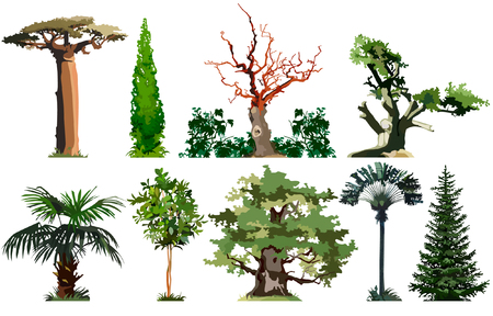 Trees, baobab, cypress, palm, oak, spruce, setのイラスト素材