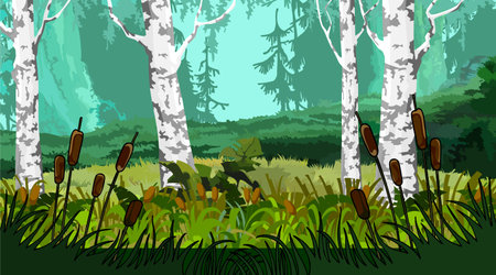 Landscape with marsh the reeds in the forest with birchesのイラスト素材