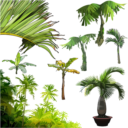 set of different palm treesのイラスト素材