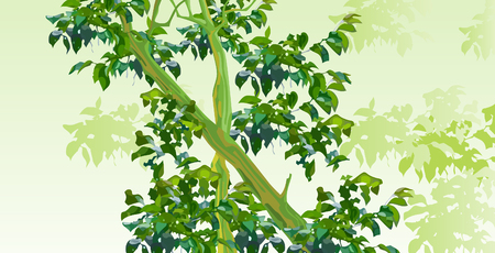 background with trees with green leavesのイラスト素材
