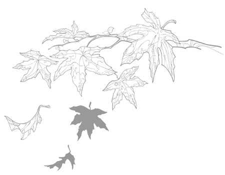 contour drawing twig with maple leaves fallのイラスト素材
